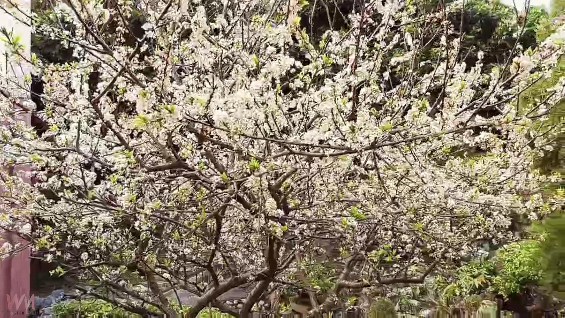 (有影片)/虎山巖李花綻放 漫步花海如踏雪 228連假正是賞花時機 - https://www.watchmedia01.com