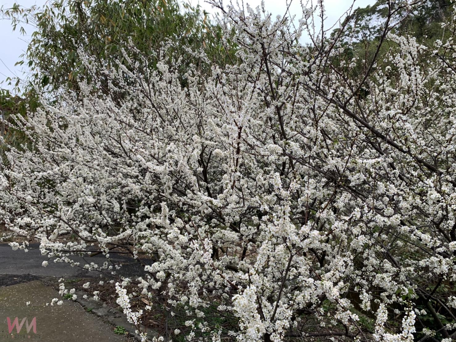 (有影片)/虎山巖李花綻放 漫步花海如踏雪 228連假正是賞花時機 - https://www.watchmedia01.com