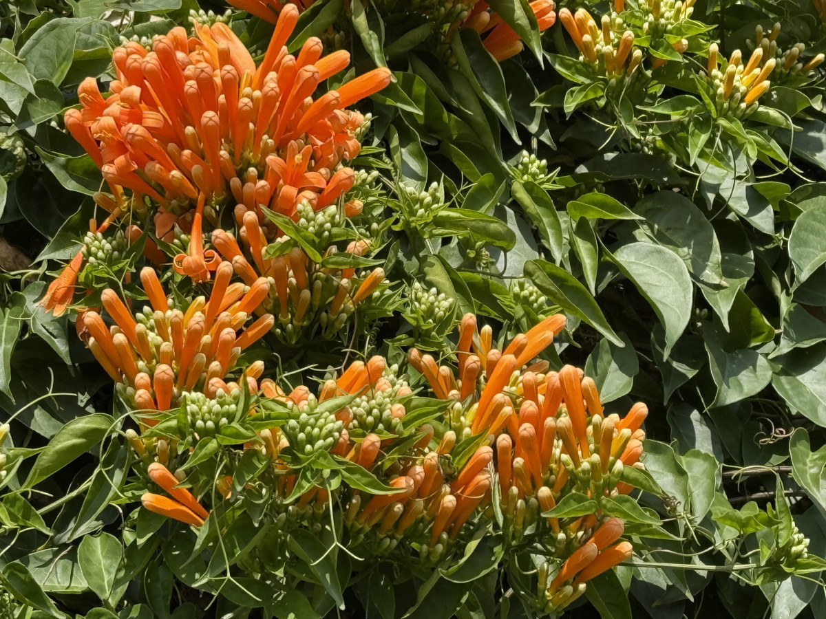 花博圓山園炮仗花開　橘紅瀑布耀眼吸引鏡頭（圖／北市公園處提供）