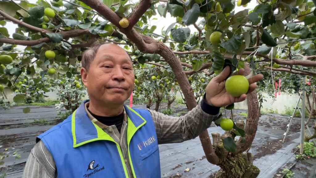 ▲蜜棗達人陳茂寅堅持「在欉紅」採收，讓蜜棗自然成熟後再摘取，確保最佳甜度與風味。（記者林明佑翻攝）