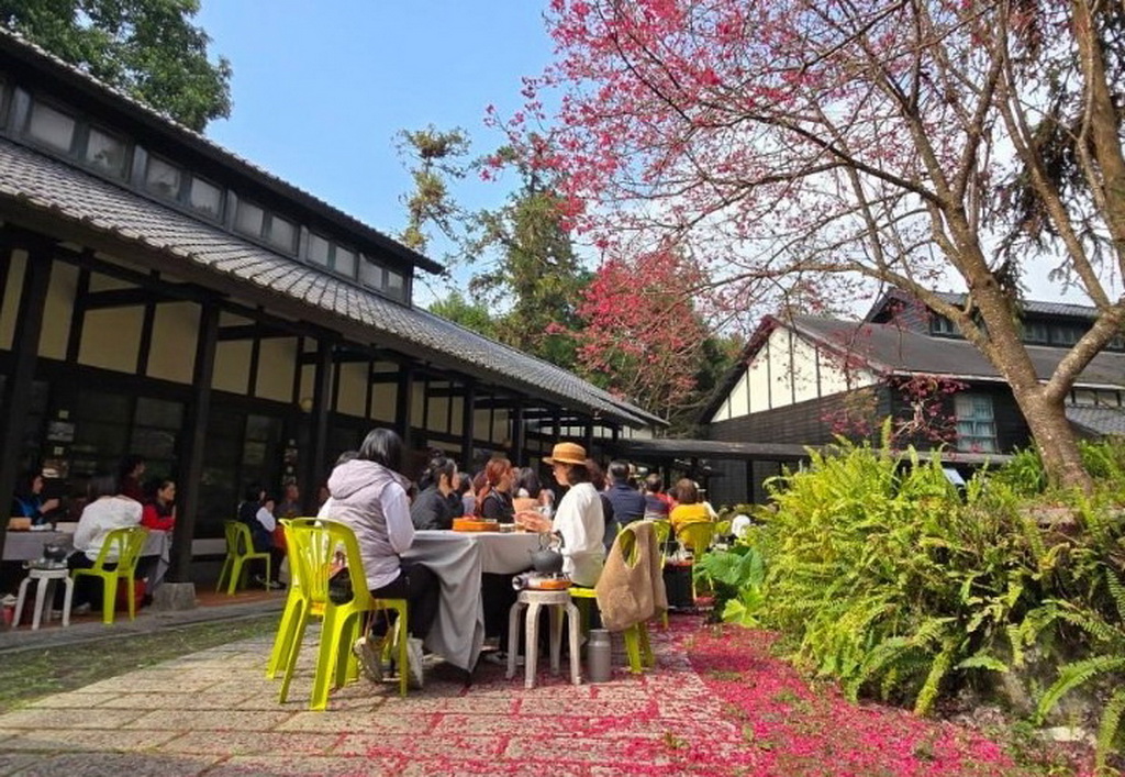 ▲南投縣內湖國小一年一度的「賞櫻品茗音樂饗宴」，於2月21日（五）浪漫登場。（記者蘇彩娥攝）