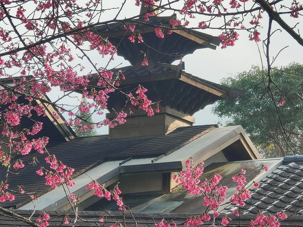 ▲內湖國小盛開的櫻花與美麗的建築讓人宛如置身於東京，沉浸在詩意盎然的春日時光。（記者蘇彩娥攝）