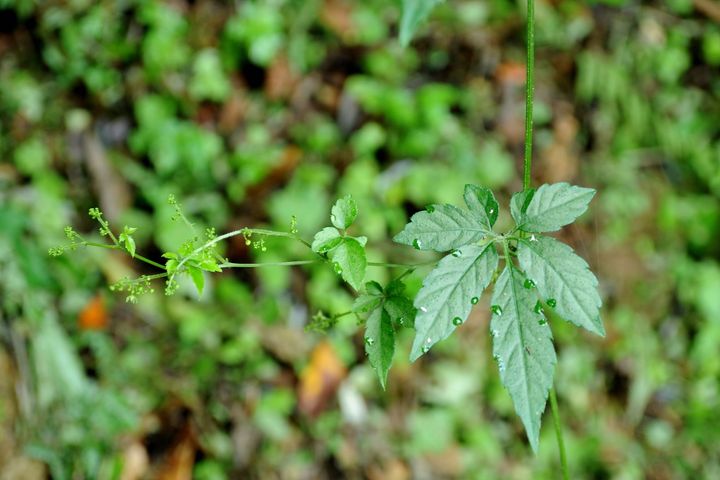 林下經濟再添新品項-繳股藍(花)。 圖:農業部林業及自然保育署/提供