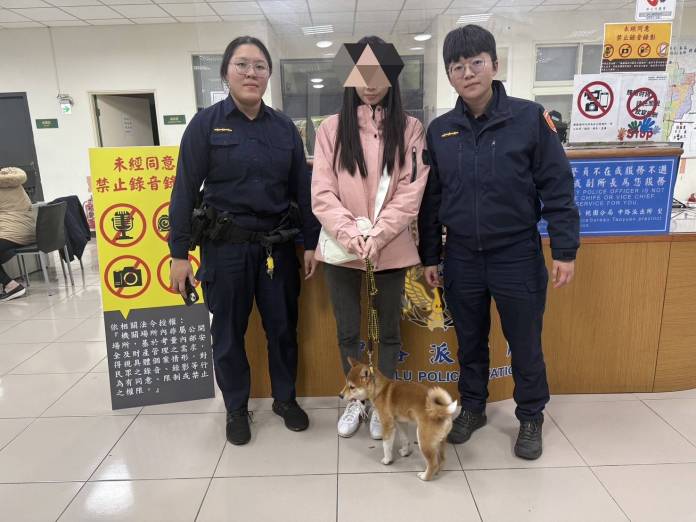 柴犬逛燈會太興奮走失 桃警助尋找飼主 59 2074297 0