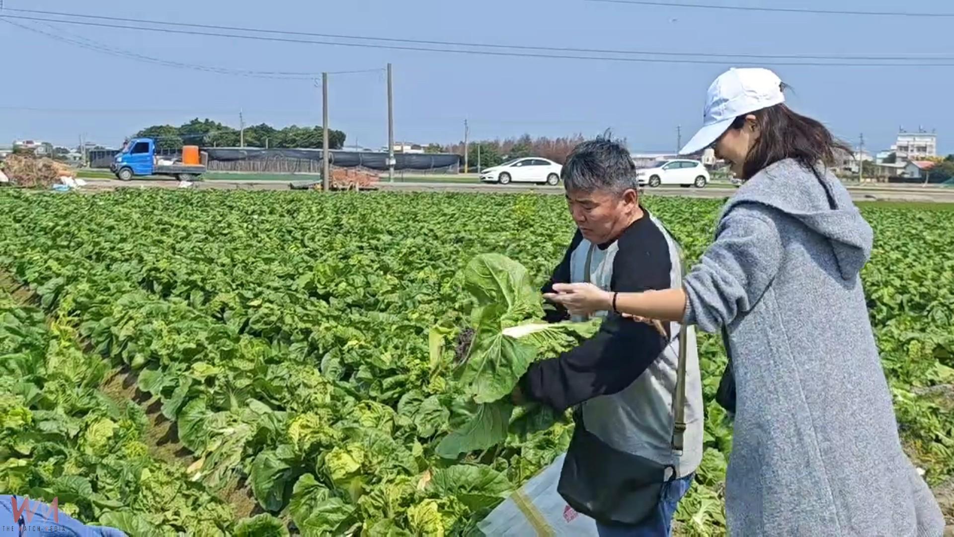 (有影片)/白菜價格崩跌!彰化農民無奈開放自採 每顆10元民眾搶翻天 - https://www.watchmedia01.com