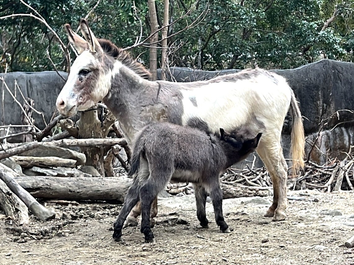漾新聞|壽山動物園迎春添新生 水豚三寶與迷你驢澎澎萌翻全場