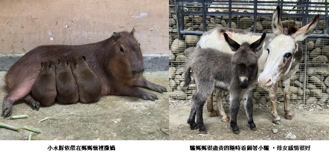 壽山動物園新春迎喜 水豚與迷你驢家族喜添丁