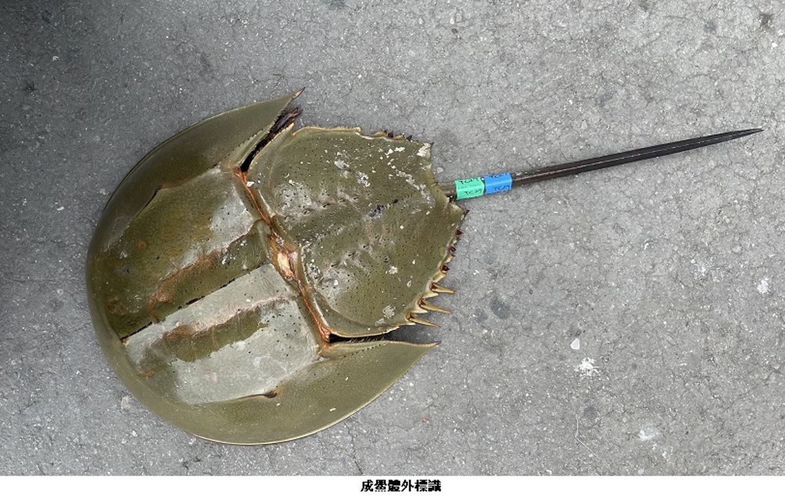 臺灣本島首次標識放流三棘鱟 海保署助力族群復育與科學評估