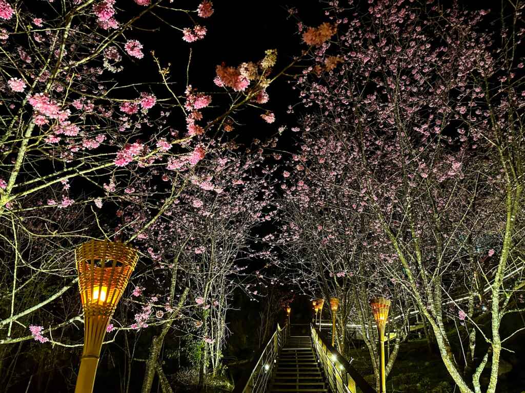 粉色夢幻的「石棹櫻之道」，夜賞櫻光饗宴，欣賞白天與夜晚不同風貌。