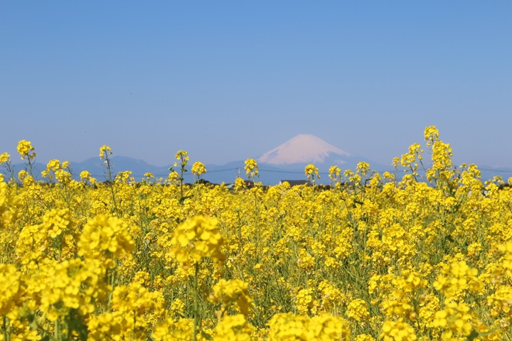 神奈川縣三浦半島山丘上的「長井海之手公園〜太陽之丘」即日起至3月底,油菜花盛開中! 圖:神奈川縣/提供