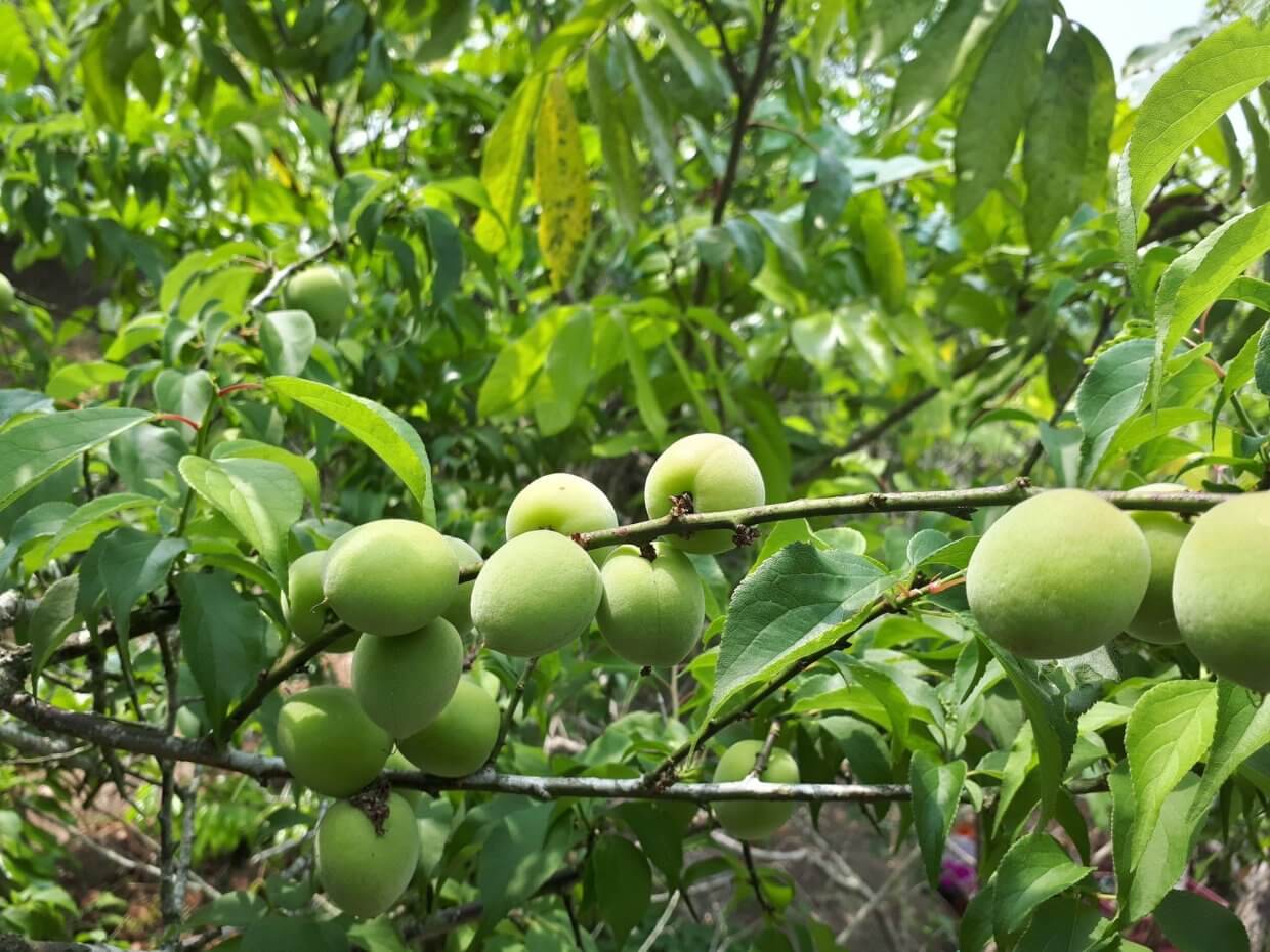 梅嶺有機青梅(圖/奧丁丁市集)