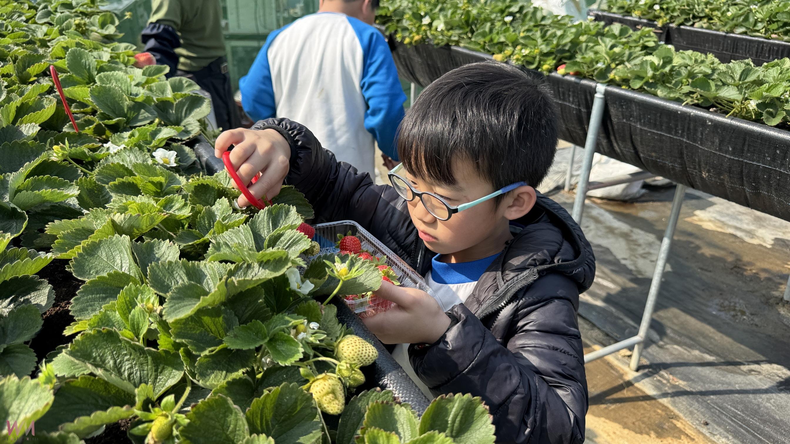(有影片)/親手摘下無毒草莓好滋味!國聖國小師生田間體驗食農樂趣 - https://www.watchmedia01.com