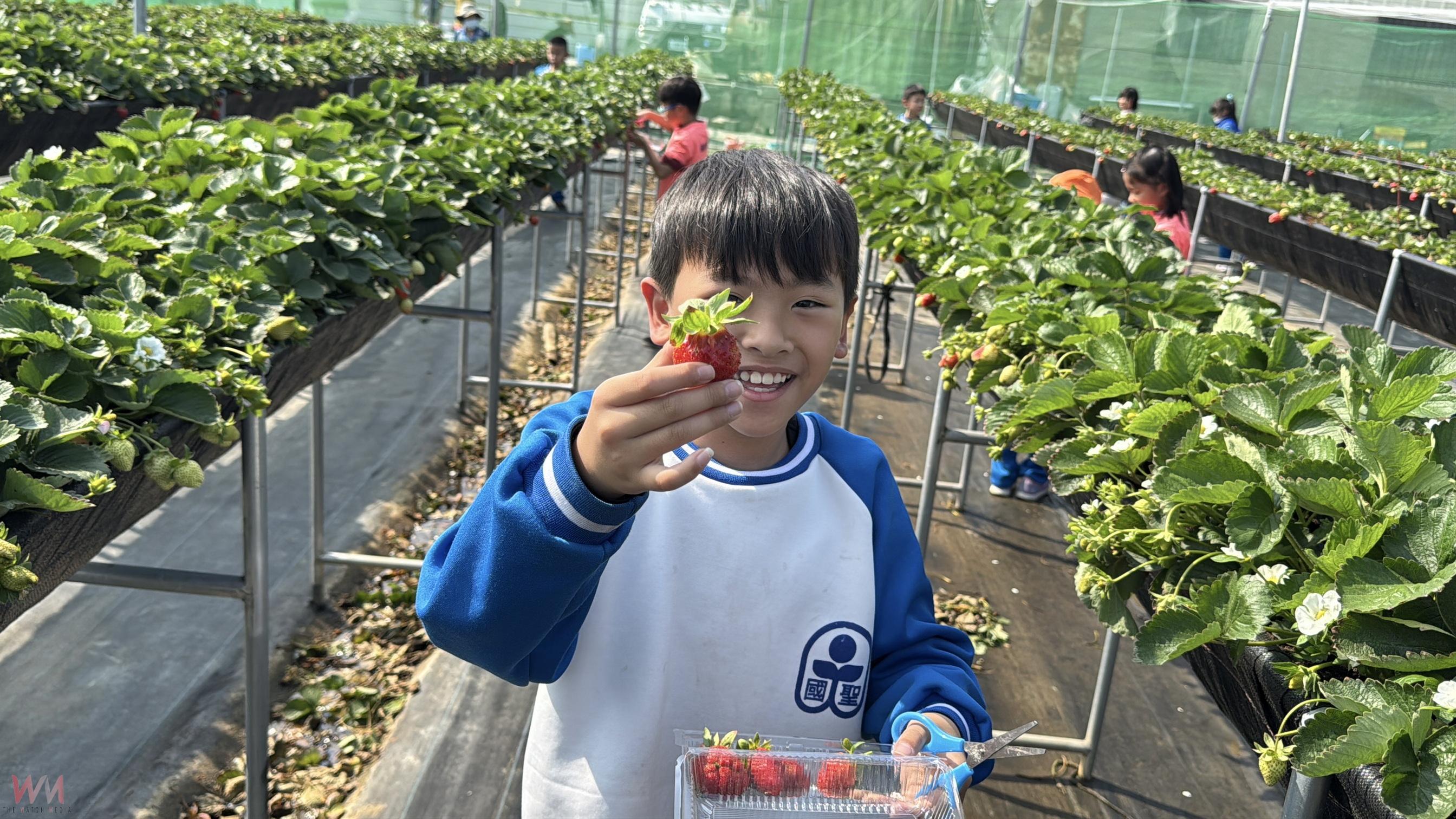 (有影片)/親手摘下無毒草莓好滋味!國聖國小師生田間體驗食農樂趣 - https://www.watchmedia01.com