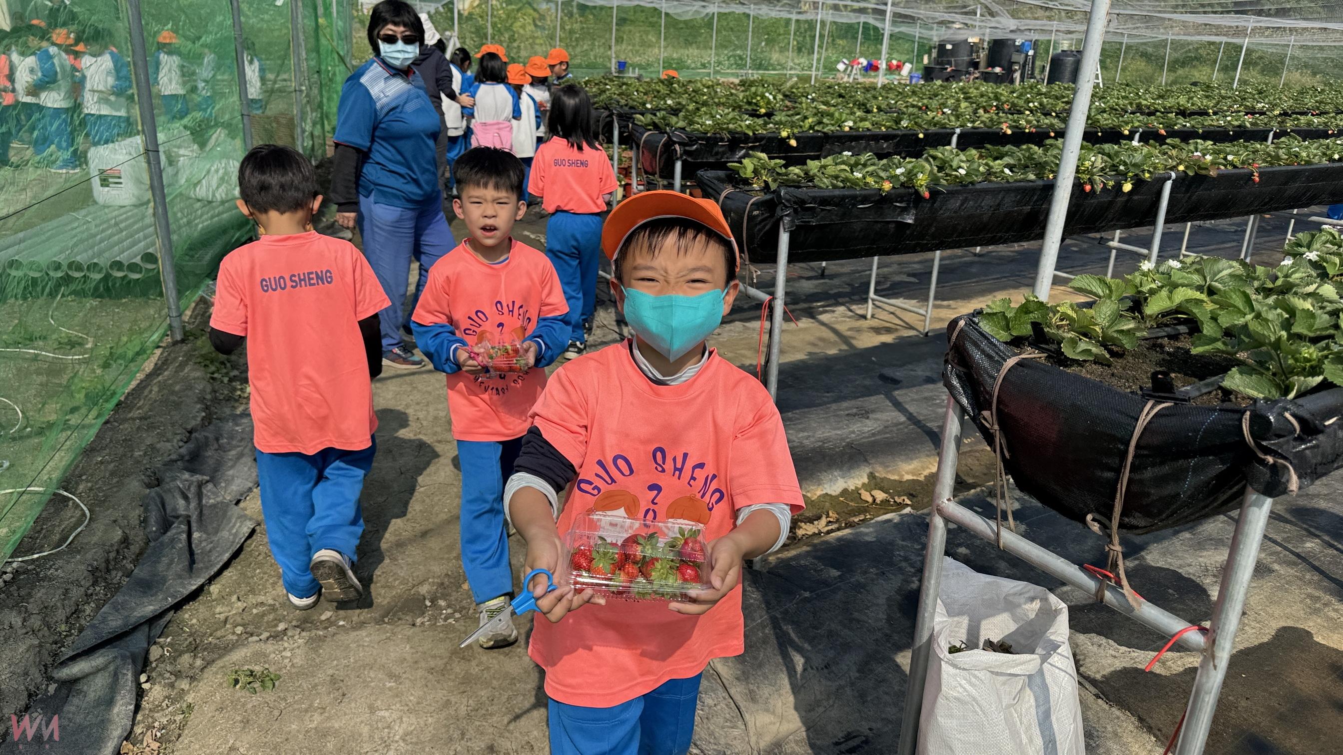 (有影片)/親手摘下無毒草莓好滋味!國聖國小師生田間體驗食農樂趣 - https://www.watchmedia01.com