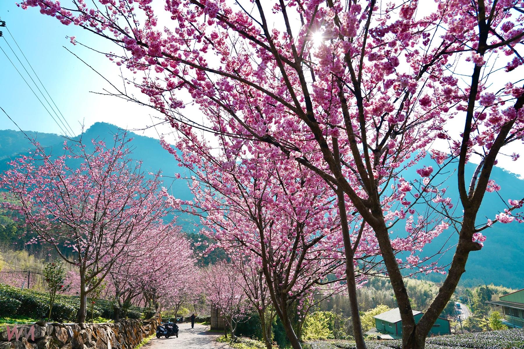 阿里山賞櫻之旅    日夜美景美食民宿慢旅行