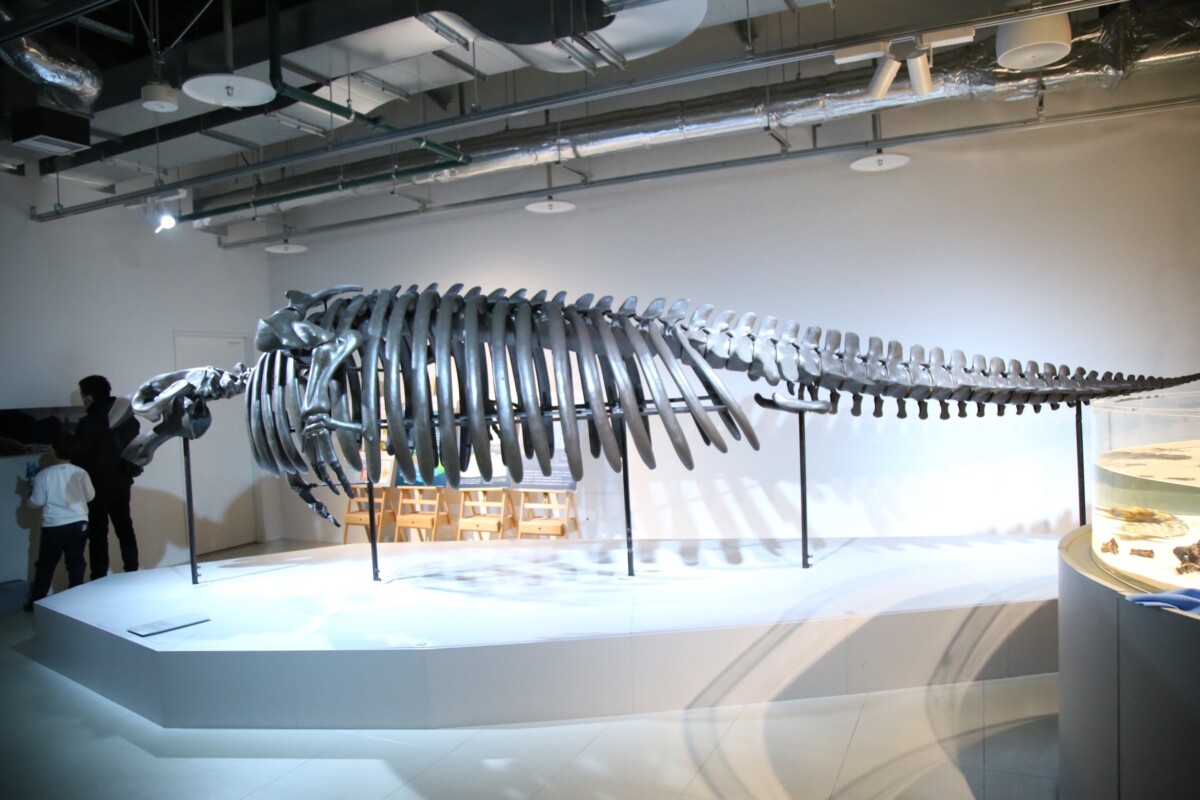 ▲AOAO SAPPORO水族館整體布展走精緻路線，甚至結合日式庭院與「禪」哲學的概念。(圖/中市府提供)