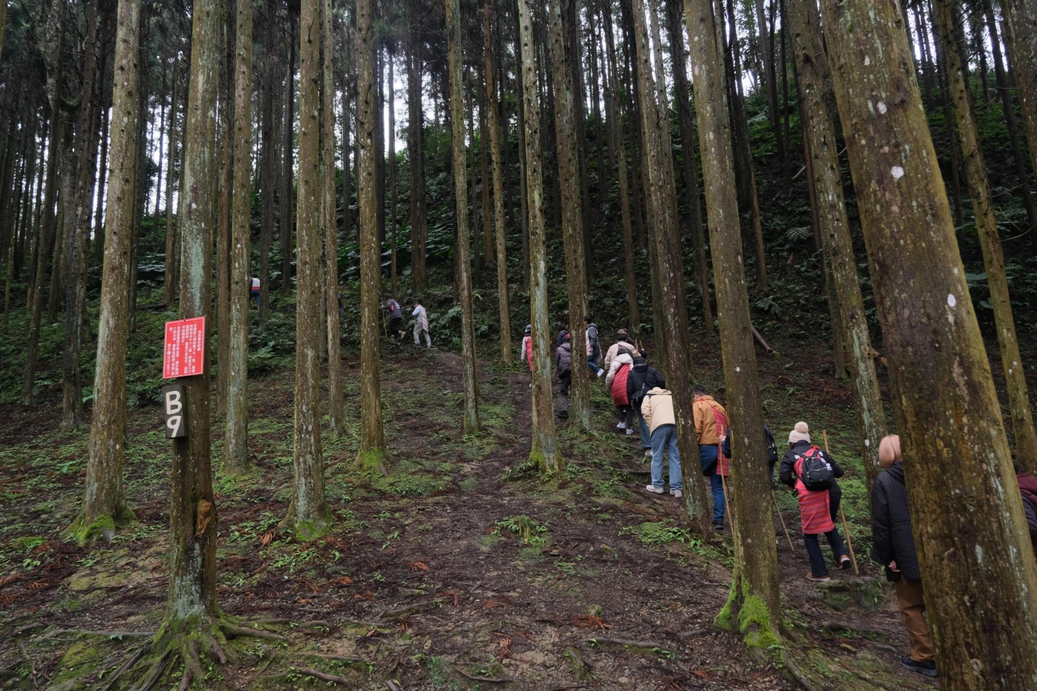 和平部落族人引導旅人唸著泰雅族祈福語,與森林中的杉山對話。(圖/記者黃溎芬翻攝)