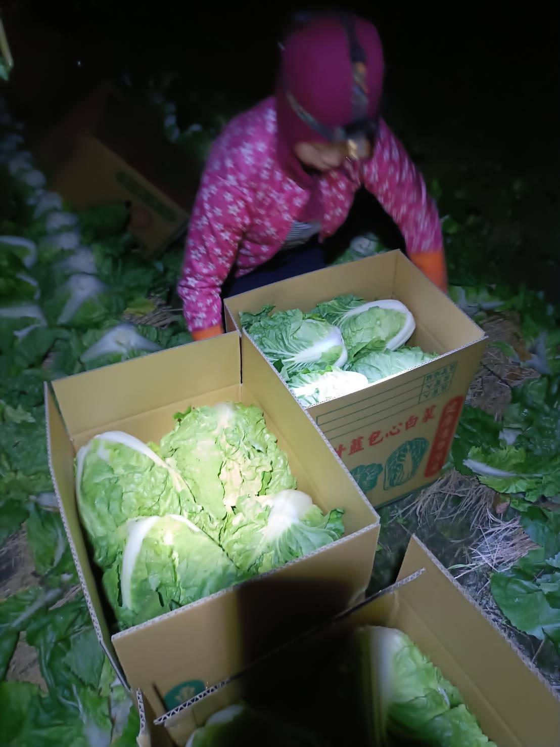 (有影片)/建商挺故鄉認購大白菜 5000顆送給基隆地區社區共餐據點 - https://www.watchmedia01.com