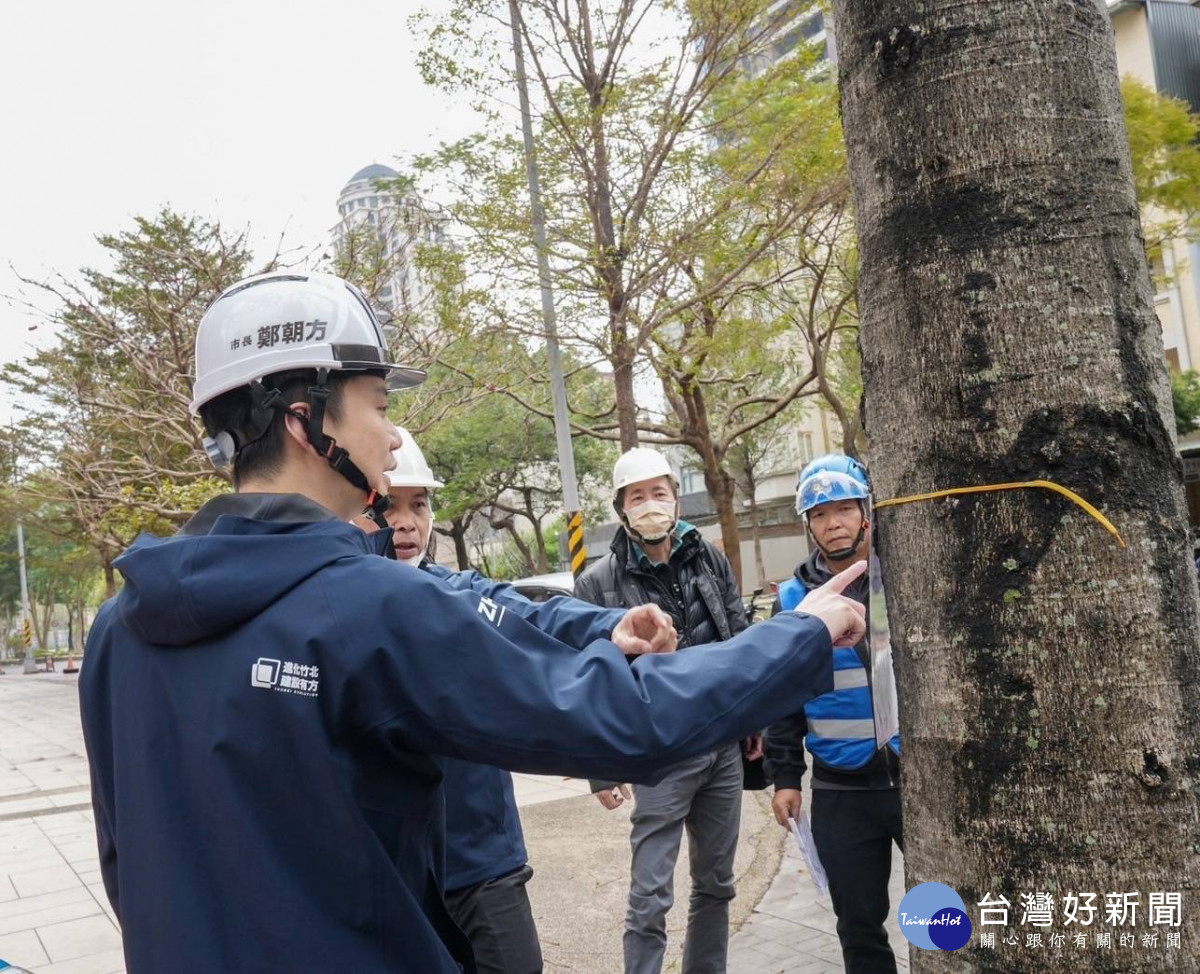 竹北市公所自編經費近900萬元進行行道樹改植作業