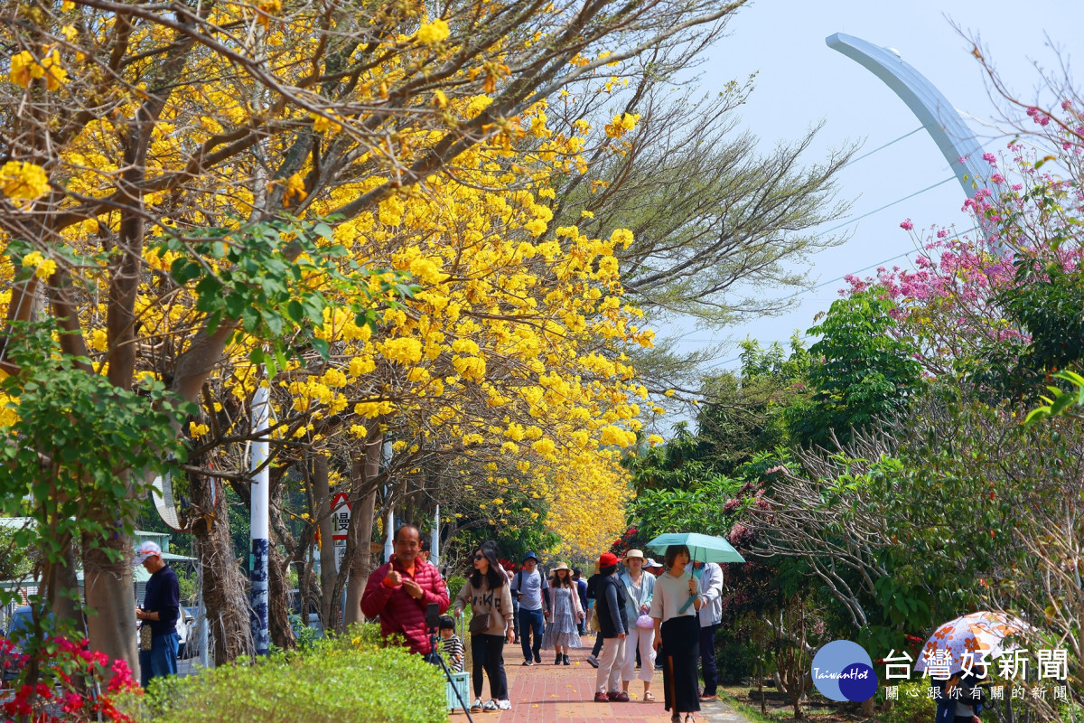 八掌溪右岸堤防（吳鳳南路547巷旁）近一公里長的黃花風鈴木，每年三月初至中旬，金黃色的花朵交織成一片壯麗花海。(資料照／嘉義市府提供)
