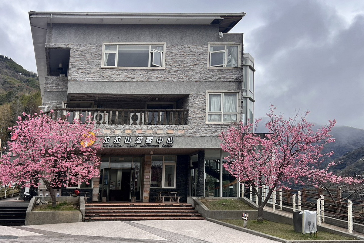 拉拉山遊客中心和中巴陵櫻木花道昭和櫻已全部盛開。