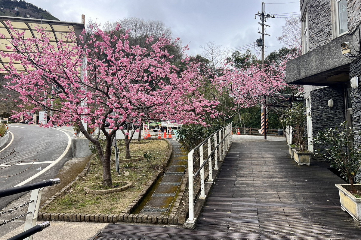 拉拉山遊客中心和中巴陵櫻木花道昭和櫻已全部盛開。<br /><br />