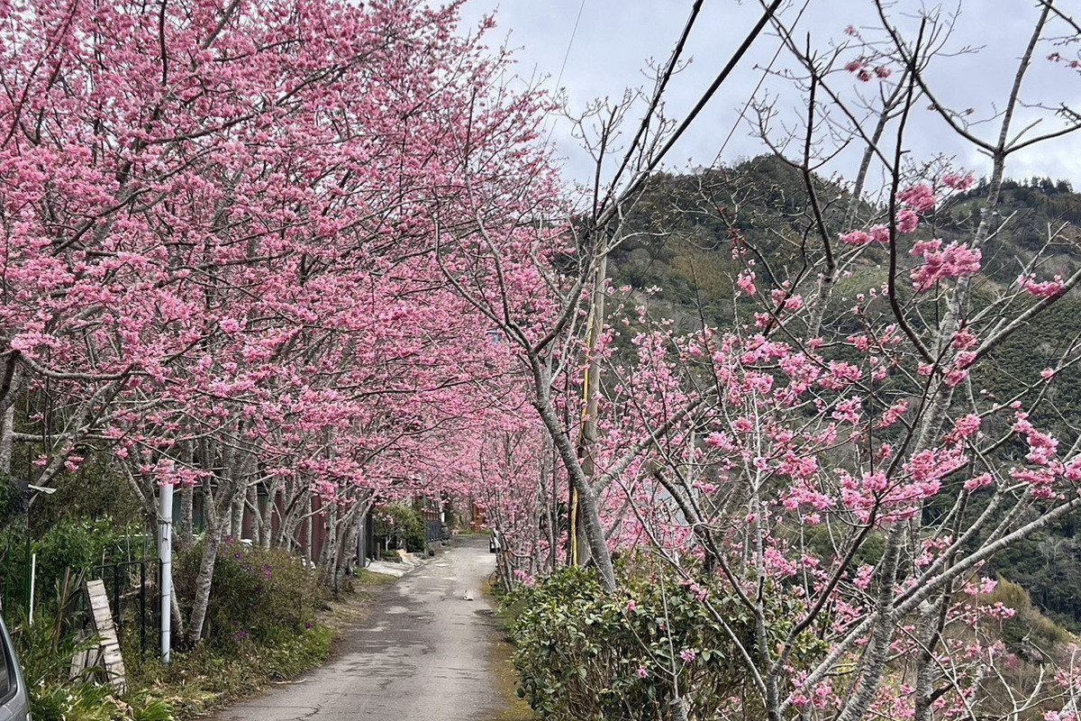 拉拉山遊客中心和中巴陵櫻木花道昭和櫻已全部盛開。<br /><br />