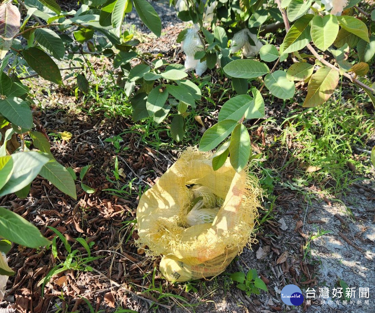 社頭鄉芭樂大盜栽了! 果農機警報案 員警火速到場人贓俱獲