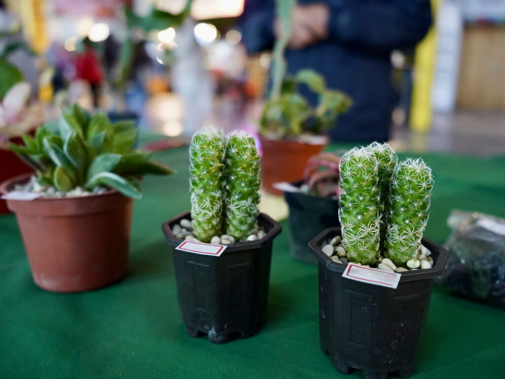 農創小品盆栽