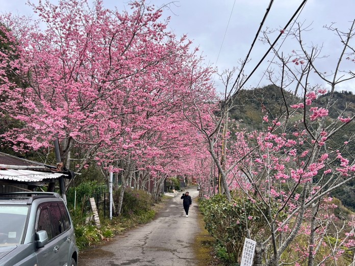 享受粉紅浪漫氛圍 桃園北橫賞櫻攻略一次看 75 S 17645819 0