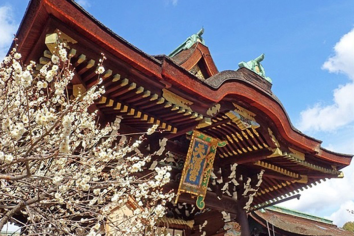 京都「北野天滿宮」的梅苑是當地賞梅名所。 圖:北野天滿宮/來源