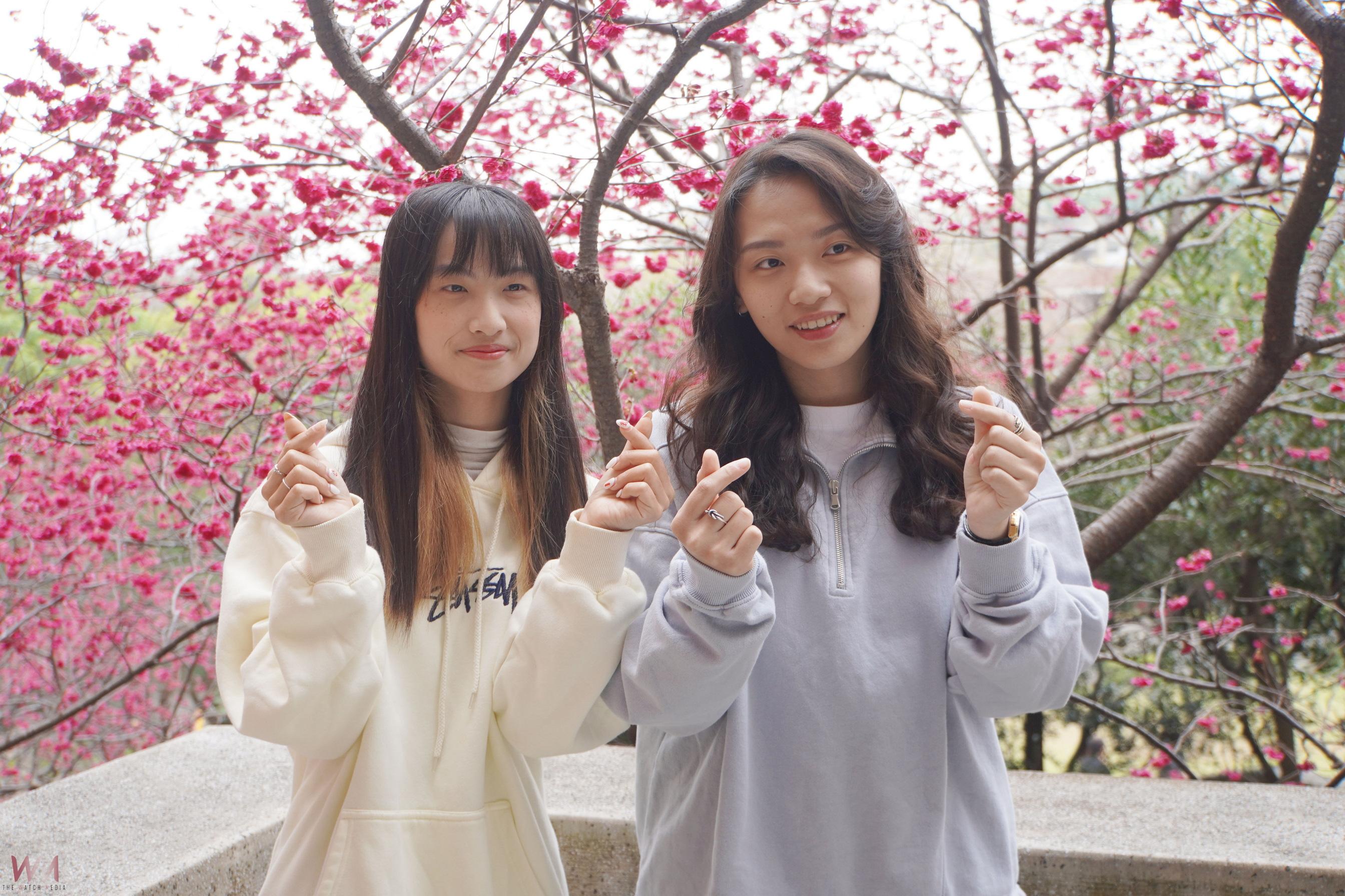 (有影片)/春風拂櫻 大葉大學千株櫻花盛開 228連假邀民眾共賞浪漫花海 - https://www.watchmedia01.com