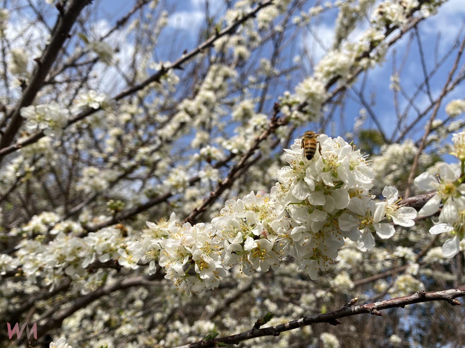 （有影片）／虎山巖李花、櫻花228連假迎盛放　彰化春日賞花熱點報你知