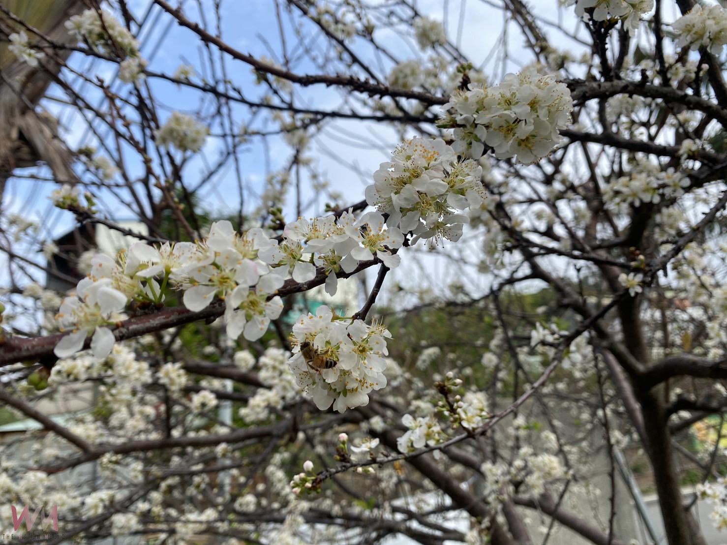 （有影片）／虎山巖李花、櫻花228連假迎盛放　彰化春日賞花熱點報你知 - https://www.watchmedia01.com