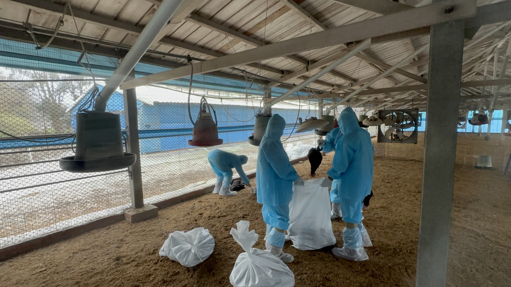 (有影片)/彰化首例土雞場確診禽流感 2萬8,441隻雞隻被撲殺 - https://www.watchmedia01.com