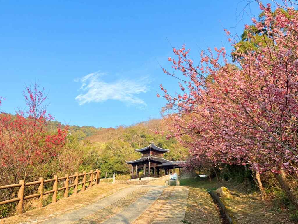 ▲王忠銘縣長說，今年的櫻花季特別美麗，為遊客帶來極大的驚喜。除了櫻花，馬祖在4月份開始還有桃花、李花、流蘇花等各種花卉相繼綻放，縣府也會配合這些花季，推出相應的活動。（記者蘇彩娥攝）