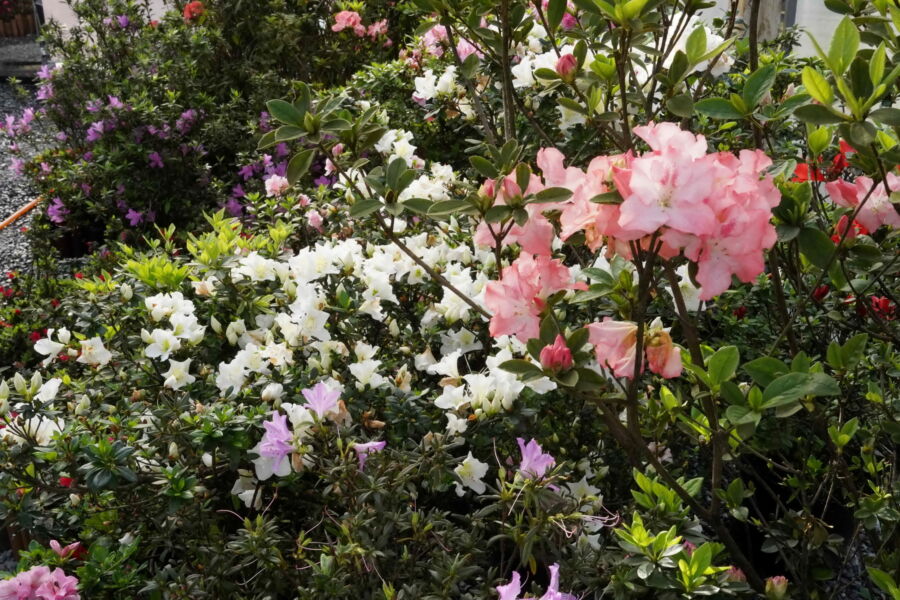 圖/萬金杜鵑花展即日起至3月30日,將於金山中山溫泉公園、萬里觀光公園及瑪鋉運動公園熱鬧開展。(新北市政府農業局提供)