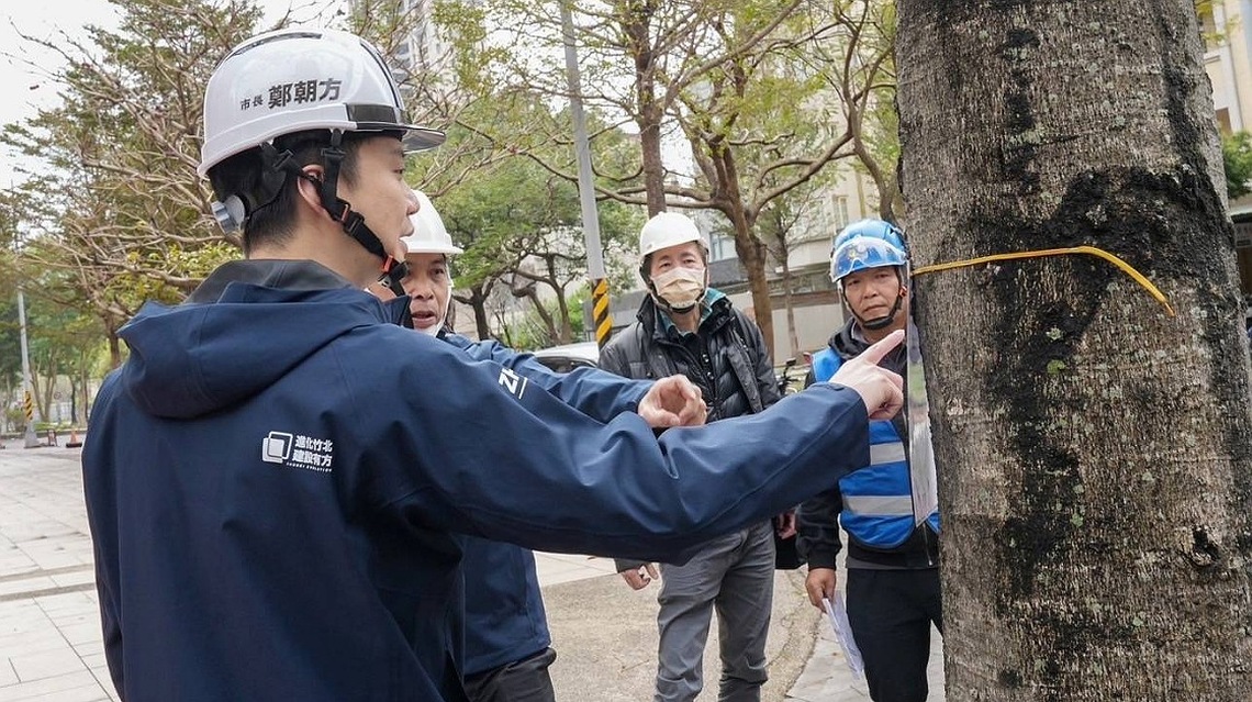 高鐵區掌葉蘋婆臭味15年來首解 竹北市公所編900萬3月起換樹
