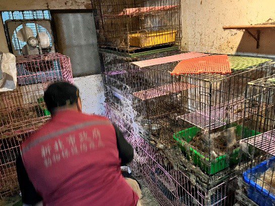 殘忍虐貓犯 新北動保處、海山分局合作逮人 再救援16隻貓