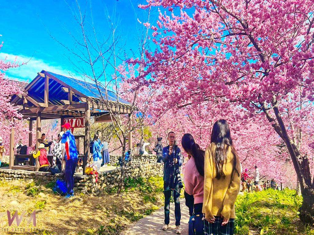 台灣最美的情人櫻花道怒放中 福壽山千櫻園人生必賞一次