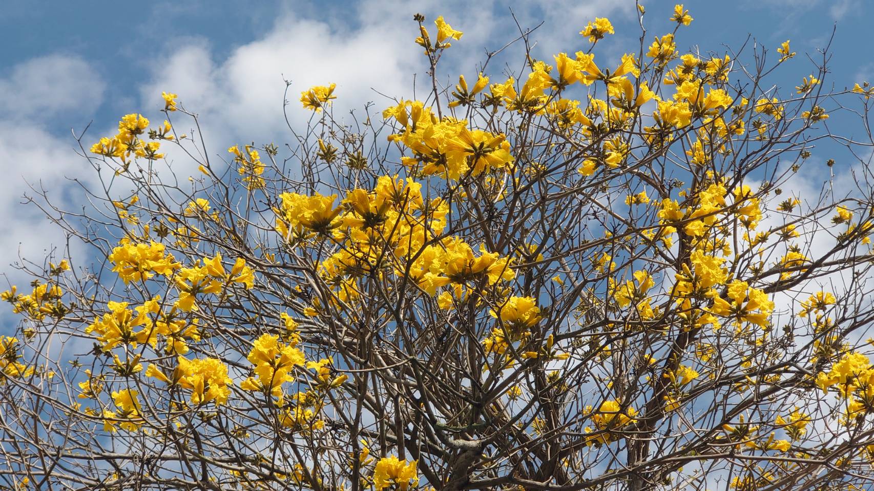 (有影片)/芬園黃花風鈴木大爆發 3月4日至8日最美 必拍夢幻金黃雨 - https://www.watchmedia01.com
