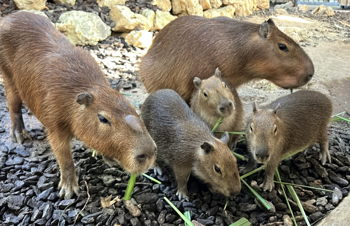 漾新聞 | 壽山動物園迎春添新丁 水豚三胞胎與迷你驢萌翻全場