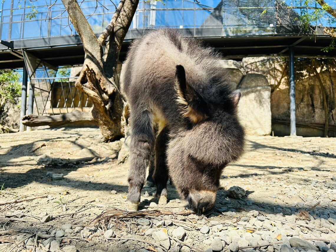 壽山動物園迎春添新丁 水豚三胞胎與迷你驢萌翻全場。(記者陳雯萍翻攝)