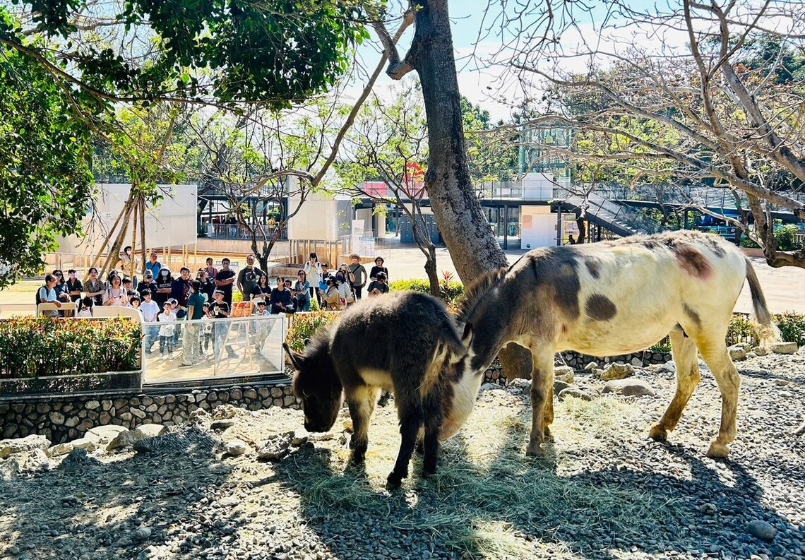 壽山動物園迎春添新丁 水豚三胞胎與迷你驢萌翻全場。(記者陳雯萍翻攝)