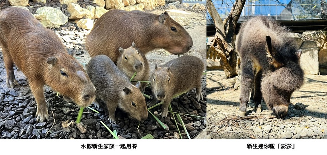壽山動物園寵粉 水豚與迷你驢見面會萌翻全場