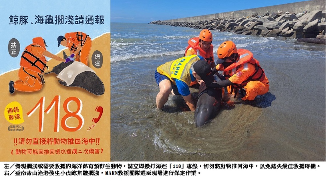 2025世界野生動植物日:守護海洋生態 臺灣鯨豚及海龜擱淺報告出爐