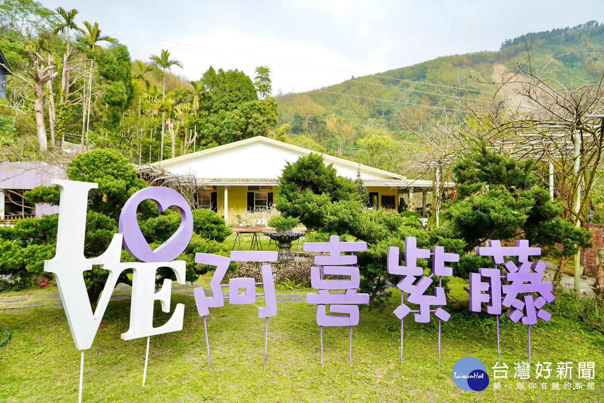 嘉義梅山的「阿喜紫藤」花苞已悄然綻放，預告紫藤花季即將來臨／嘉義縣府提供