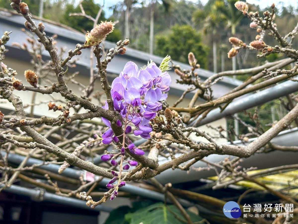 嘉義梅山的「阿喜紫藤」花苞已悄然綻放,預告紫藤花季即將來臨/嘉義縣府提供