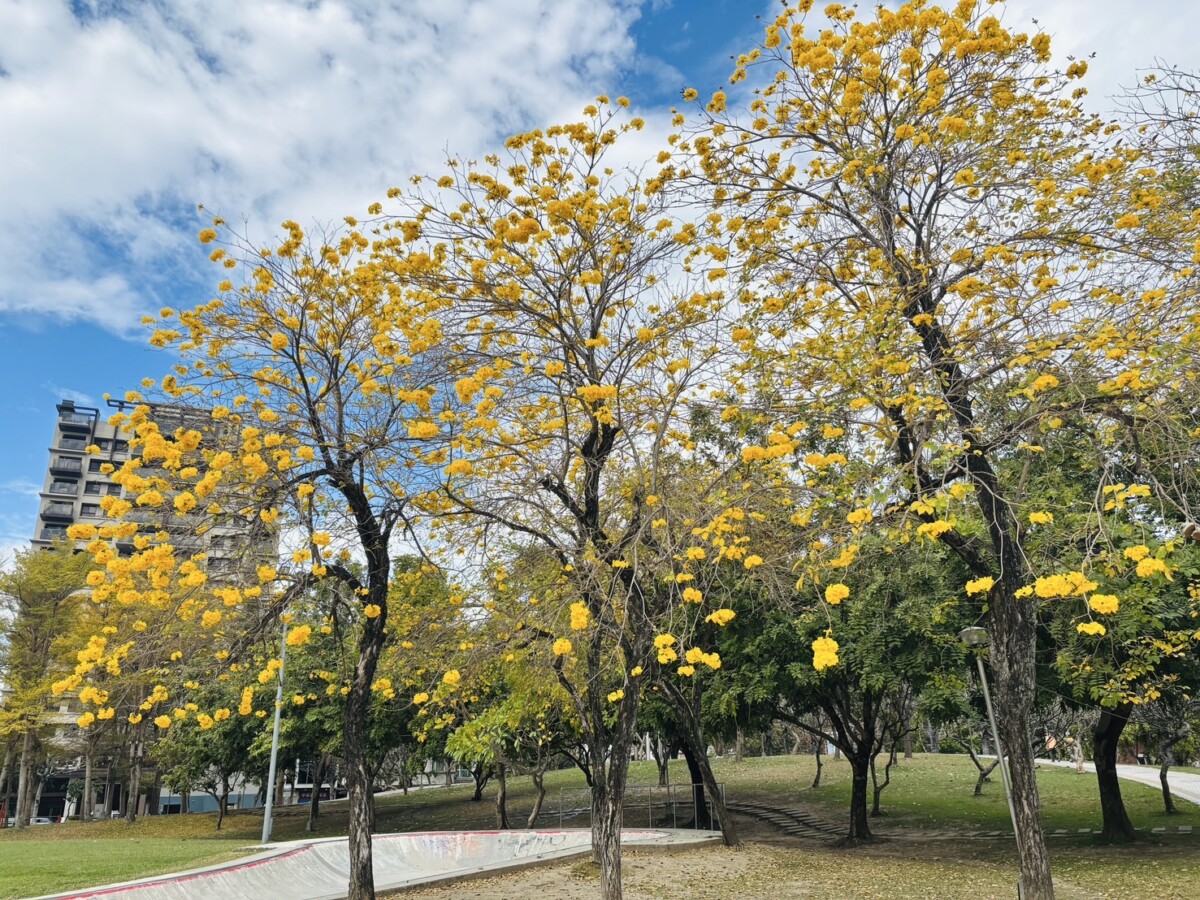 ▲台中風鈴木盛開!金黃、粉紅花海美不勝收,吸引遊客打卡拍照。(圖/記者顏淑娟翻攝)
