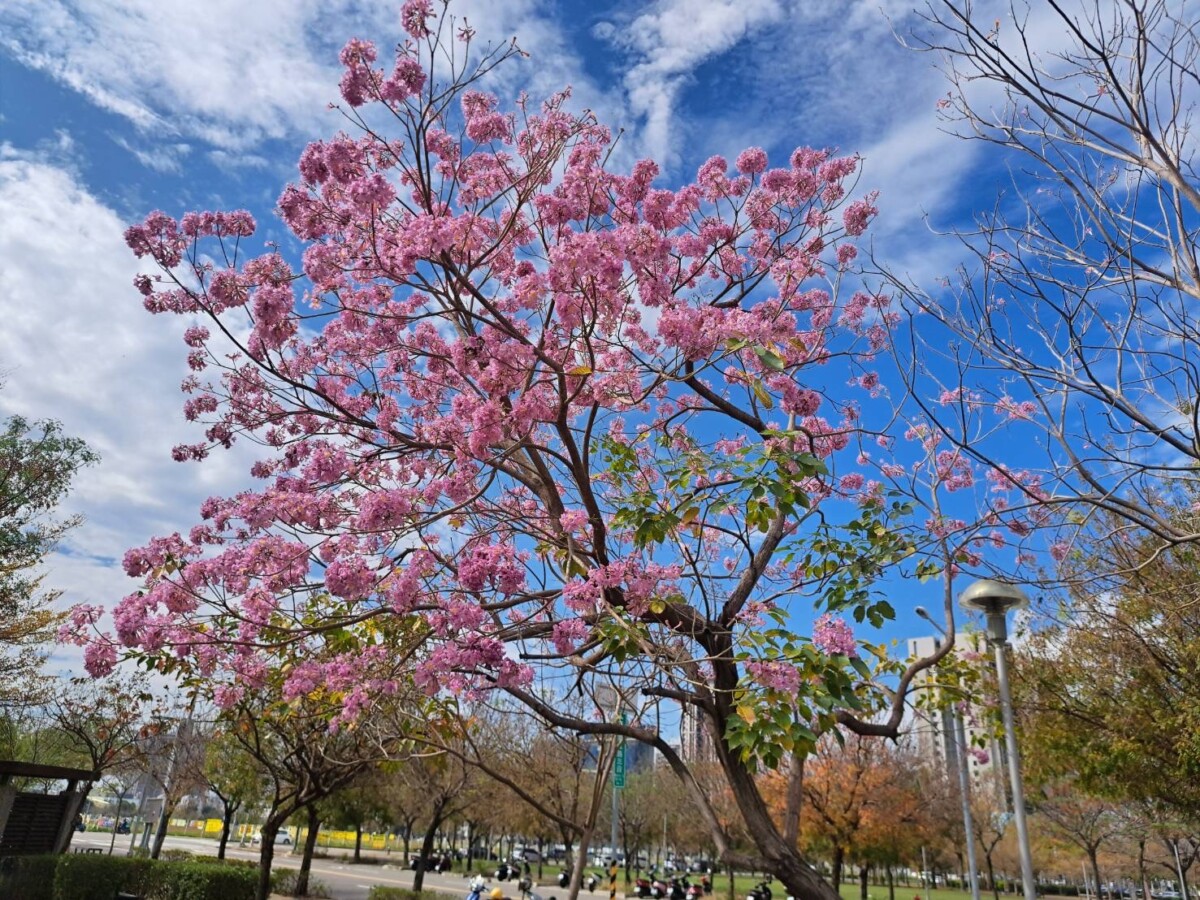 ▲洋紅風鈴木綻放粉紫色花蕊吸引民眾拍照打卡。(圖/記者顏淑娟翻攝)